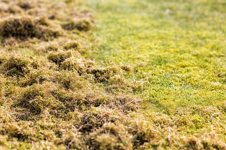 Debris left by an electric lawn dethatcher