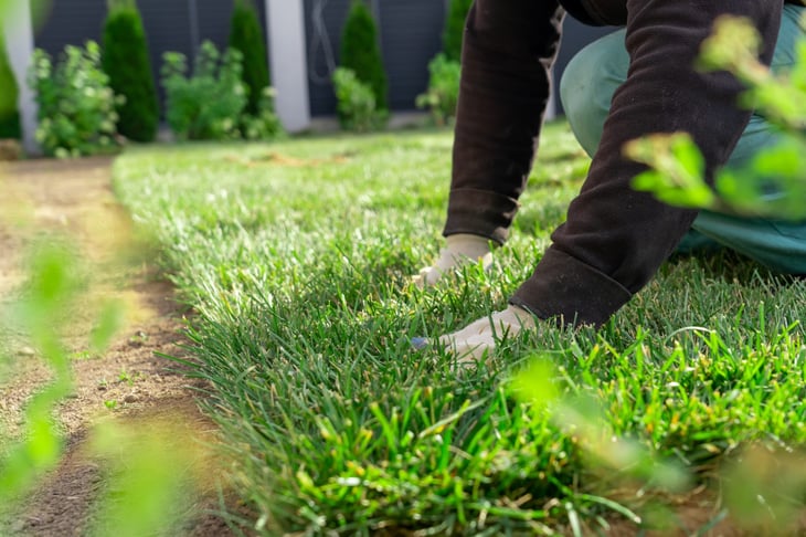 gardener laying sod in a yard