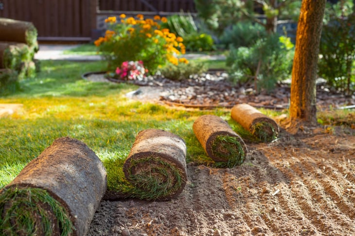Rolls of sod for a lawn or turf grass in a yard
