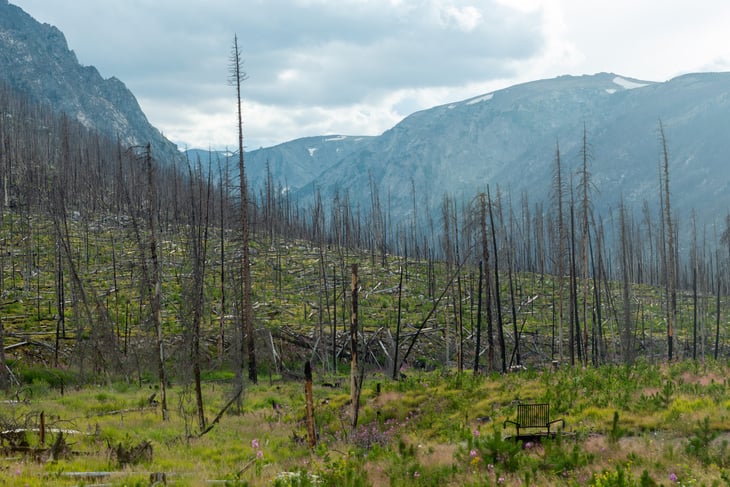 Trees burned by fire at the Cascade campground in Lolo National Forest, Montana