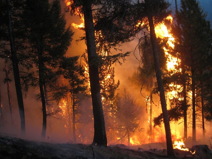 Wildfire in Alaska forest burning trees