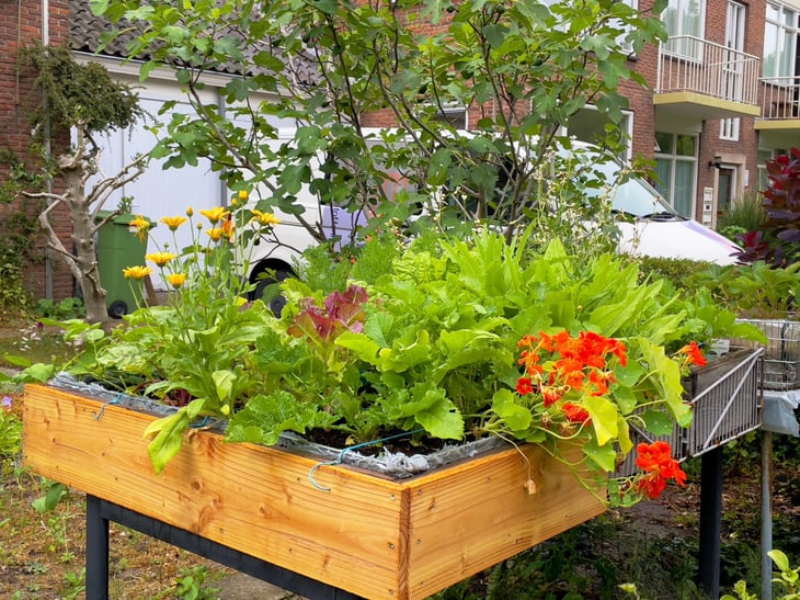 Flowers and vegetables growing in a raised garden bed table
