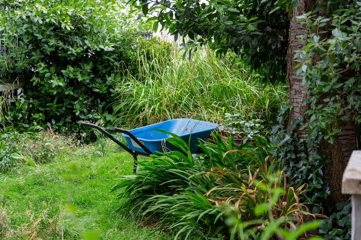 Overgrown backyard or garden with tall bushes and a wheelbarrow for gardening