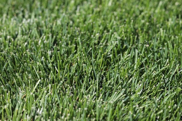 Kentucky Bluegrass Green Lawn