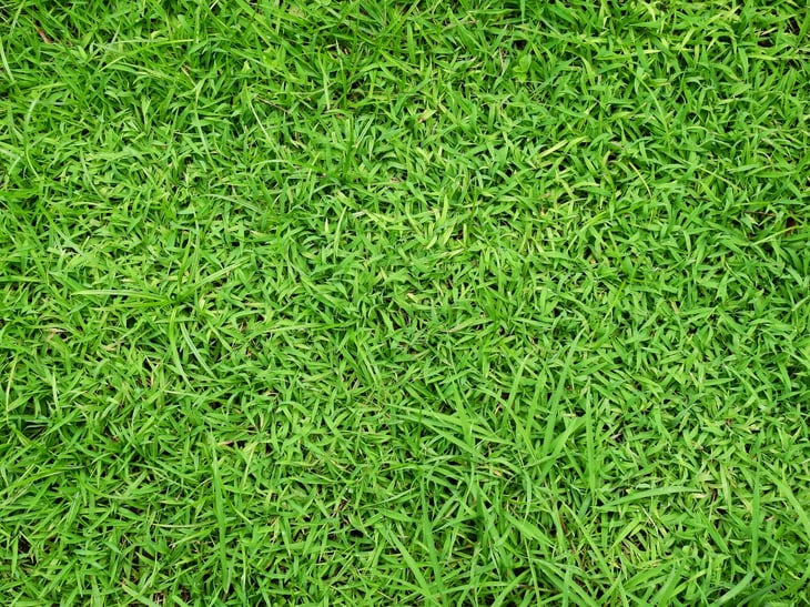 Green Manila Grass Zoysia matrella Merrill