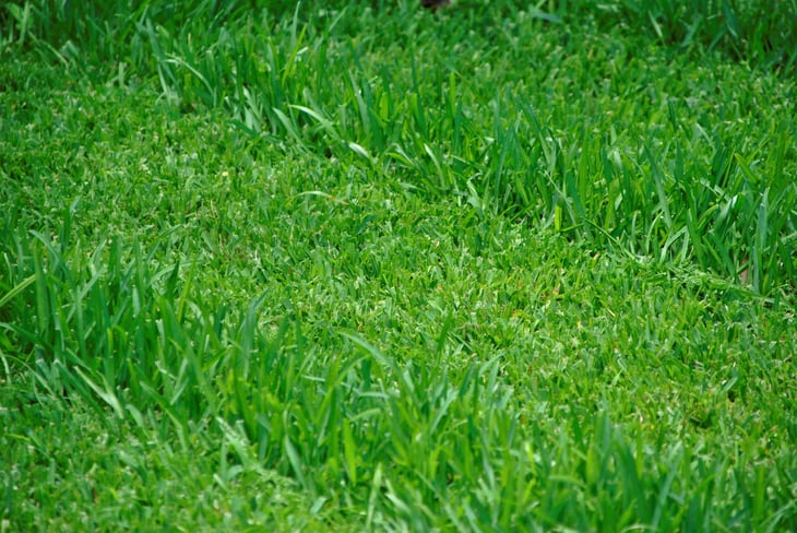 Wave patterns mowed into tall St. Augustine grass.