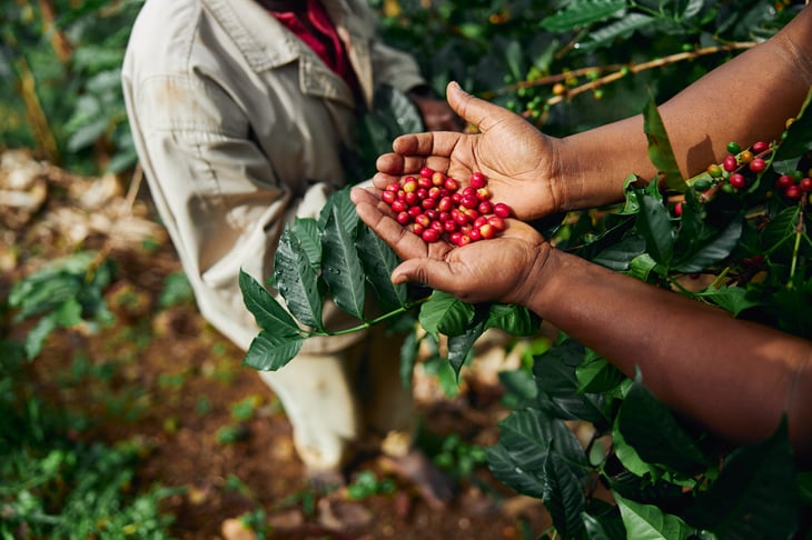 African coffee grower gathering beans