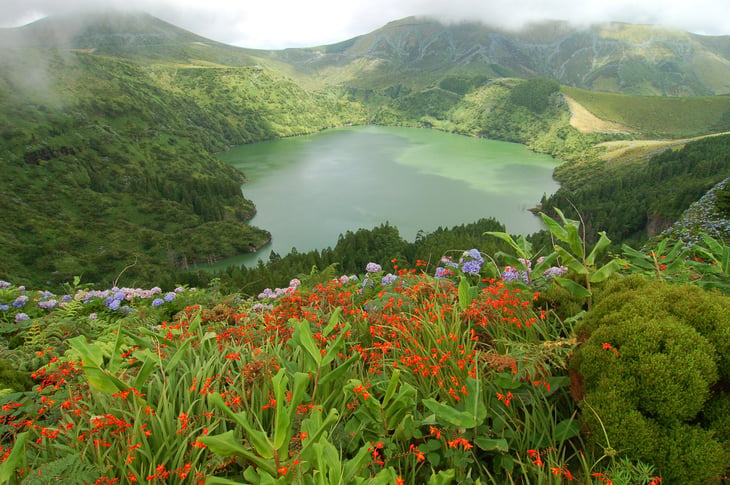 Flowers on a volcano in Azores, Faial, Portugal