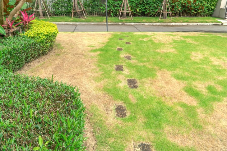 Patchy lawn with brown and yellow spots. Damaged grass.