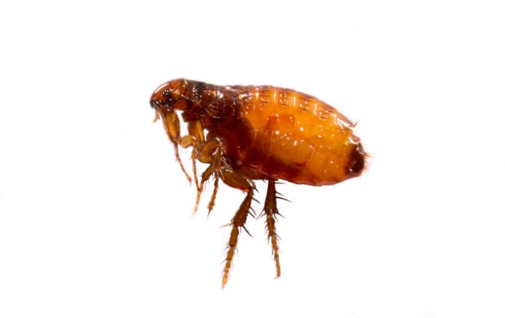 Closeup of an adult flea