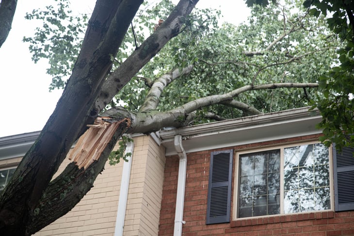 tree fallen on house