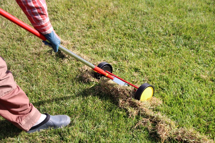 Gardener dethatching a lawn with a roller moss removal rake