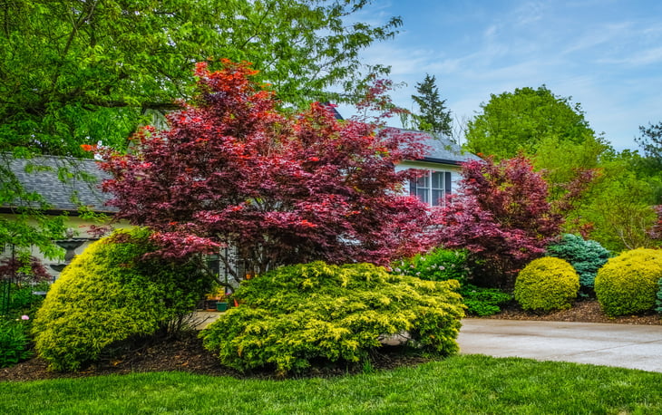 House with maple and other trees in the yard
