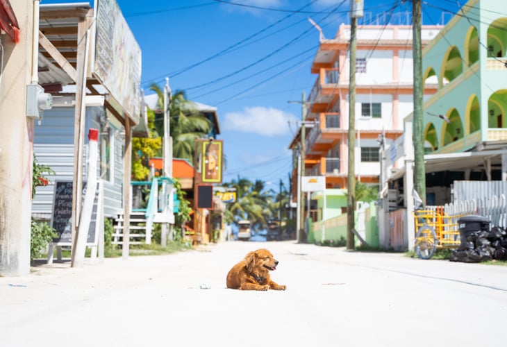 Dog in the sunny sand in Belize