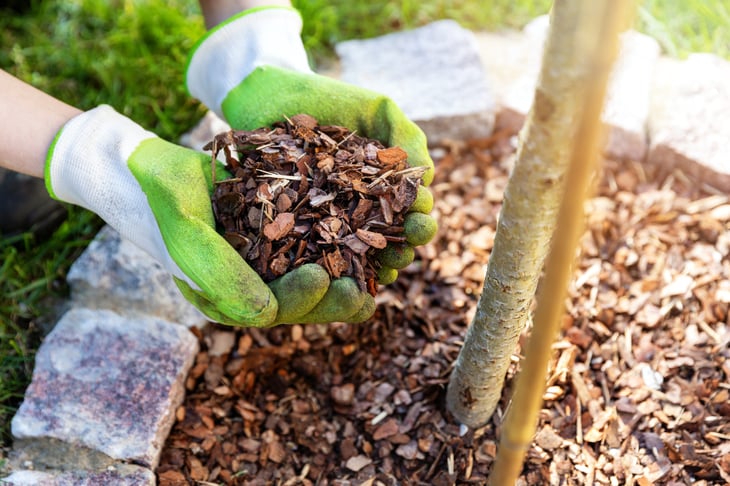 Putting mulch around young tree