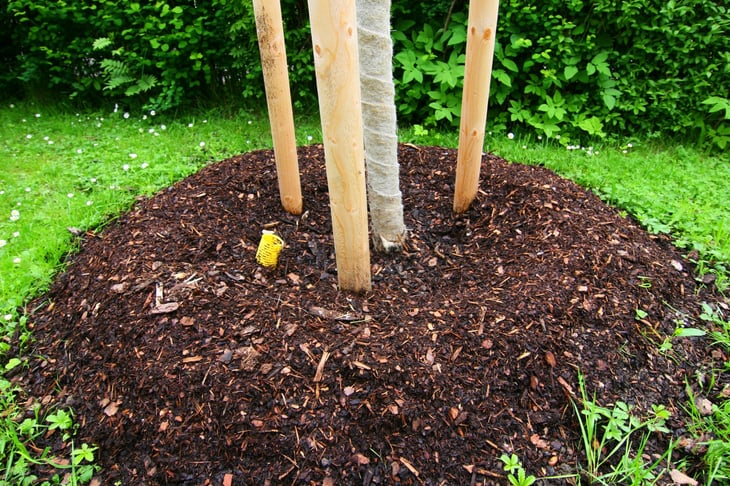 Young tree surrounded by mulch