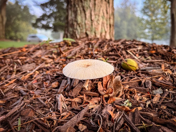 Fungi growing in tree mulch