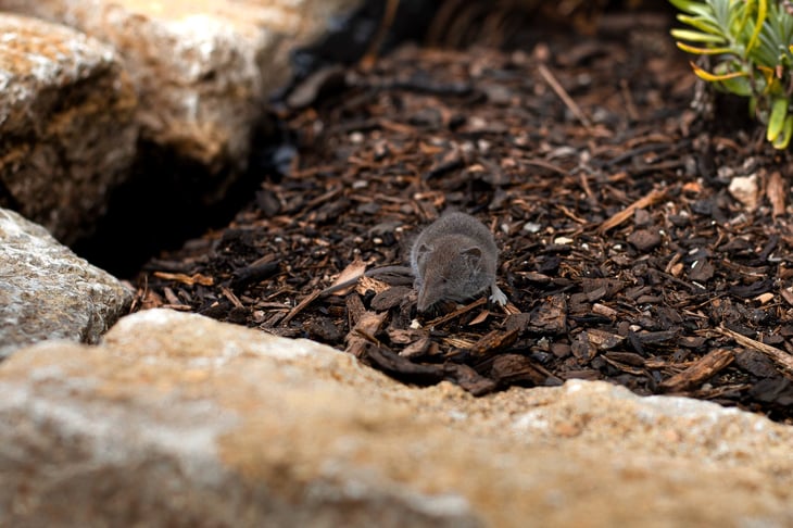 Shrew in mulch