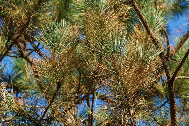 Pine tree with yellowed needles