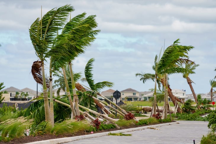 Trees damaged by Hurricane Milton in Palm Beach