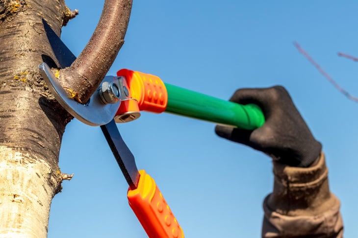 A gardener cuts tree branches with large garden shears. Pruning trees in the spring