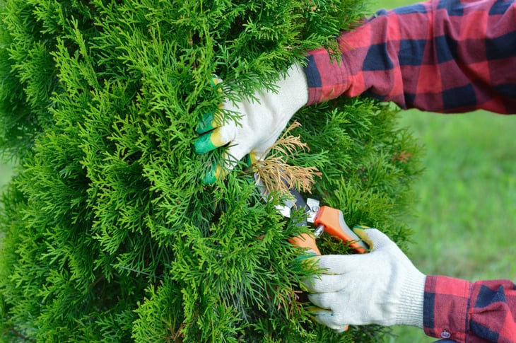A gardener in a red plaid shirt is pruning dry yellow branches of thuja tree with a pruner.