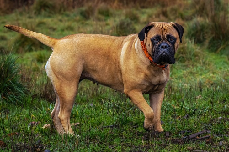 Bullmastiff outside