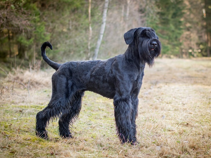 Giant Schnauzer outside