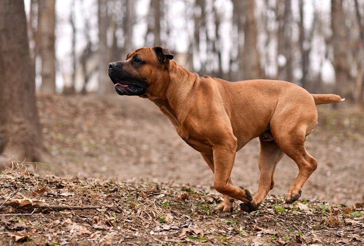 Boerboel outside