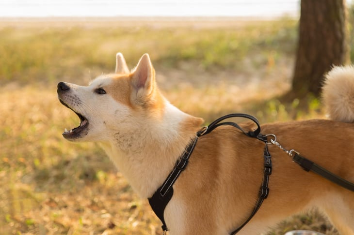 Barking Akita