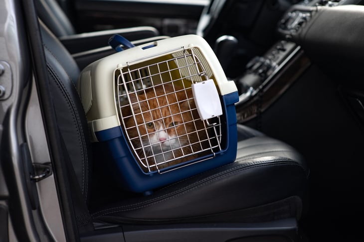 A cat in a carrier in the backseat of a car.