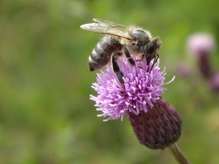 Honey bee pollinating a flower.