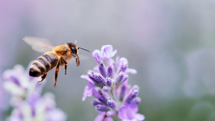 Bee pollinating lavender flowers