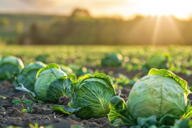 Field of cabbage