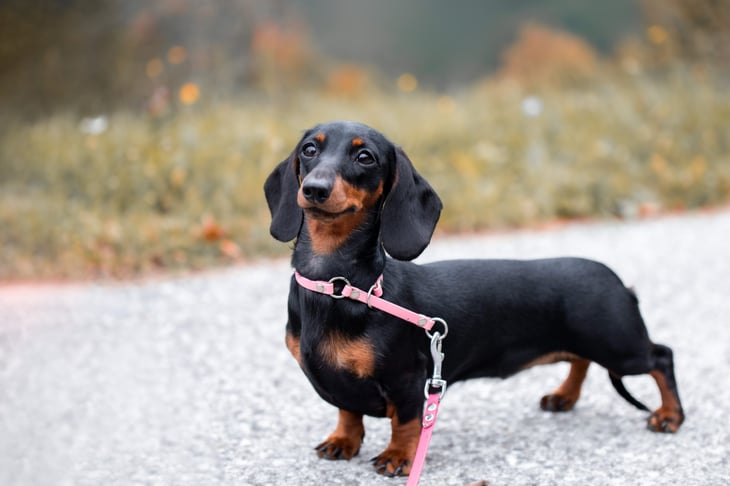 Dachshund on a leash