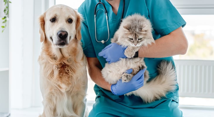 Dog and cat at the vet