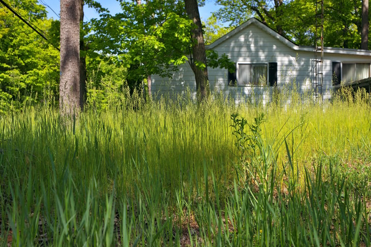 Overgrown grass lawn in front of a home