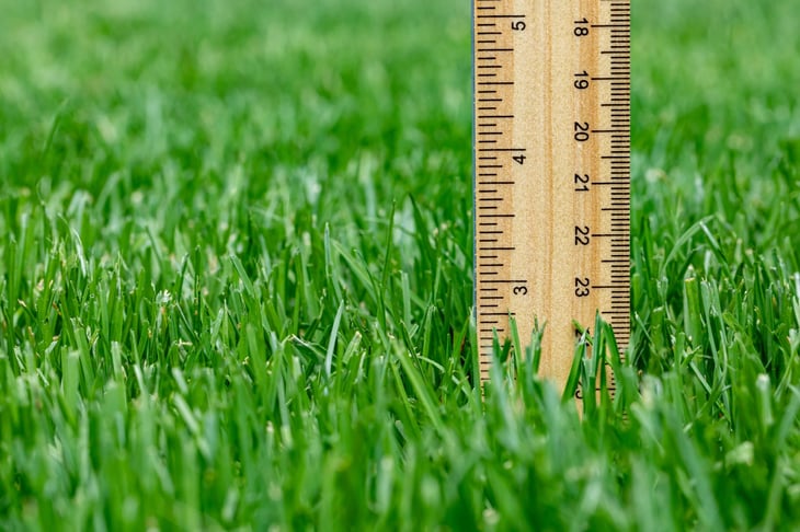Measuring the height of grass in a lawn with a ruler.