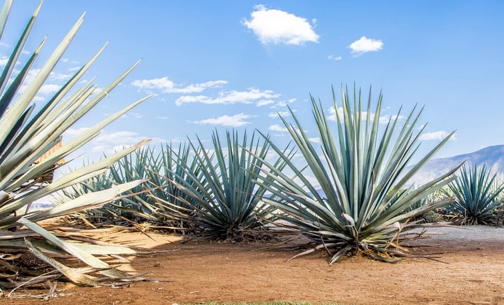 Blue agave