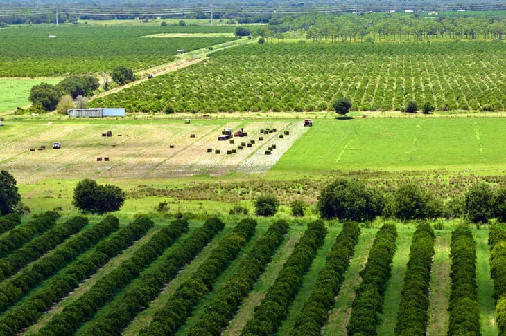 Aerial view of Florida farmlands with rows of orange grove trees growing on a sunny day