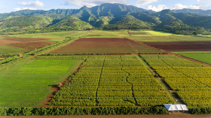 Farmland on the north shore of Oahu, Hawaii