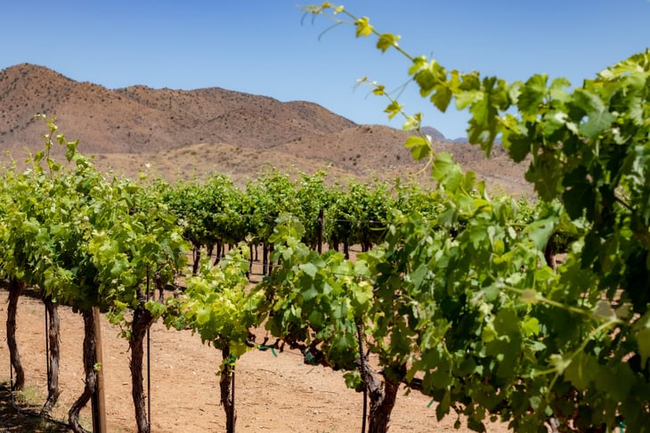 Vineyard and winery in Willcox, Arizona