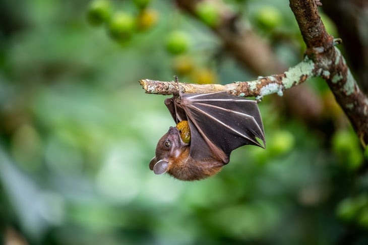 Bat in a tree