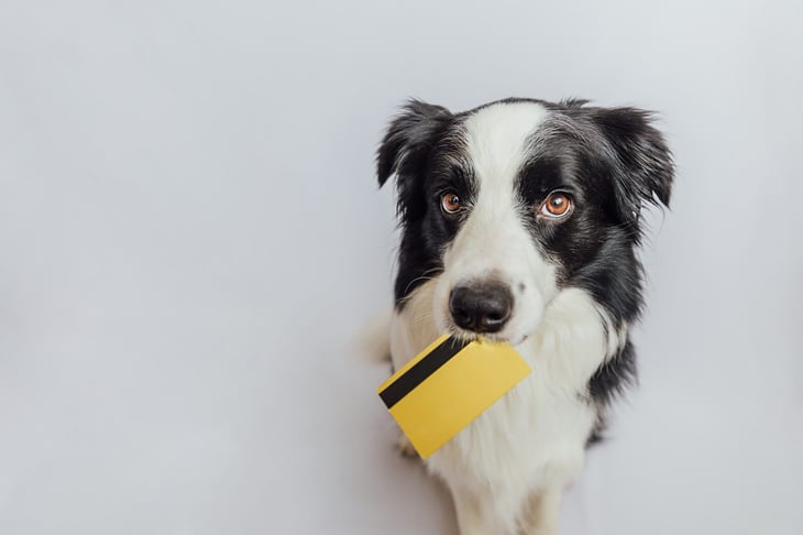 Dog holding a credit card in its mouth
