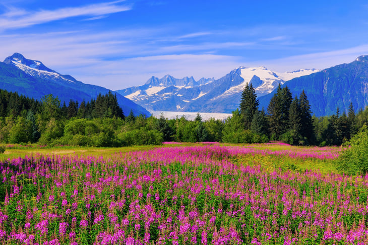 Juneau, Alaska. Mendenhall Glacier with fireweed in bloom.