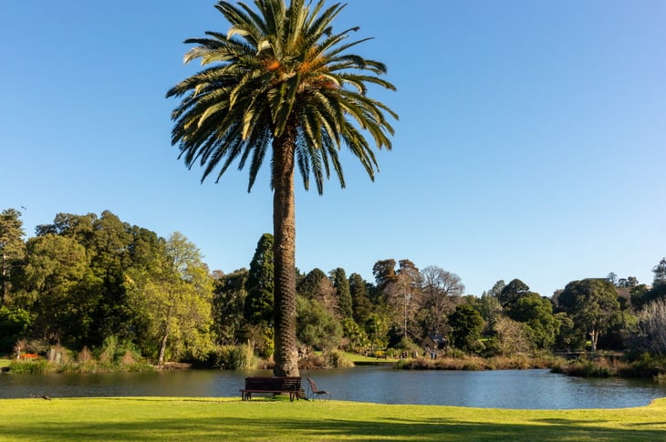 Canary Islands Date Palm