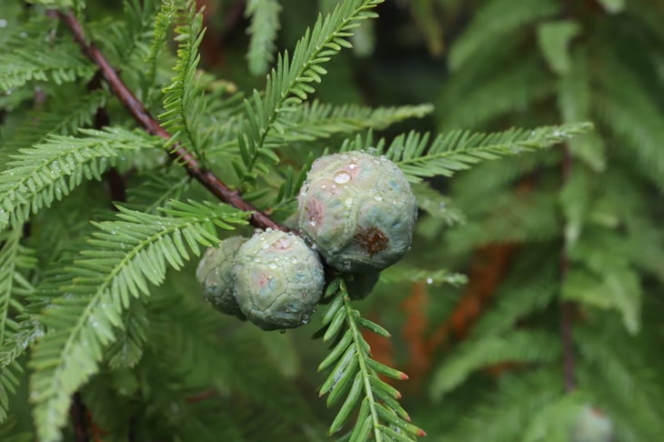 Bald Cypress