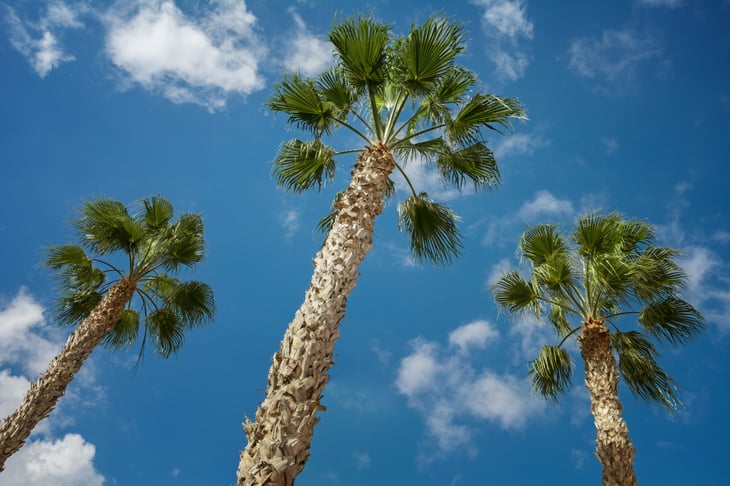 Sabal palm trees