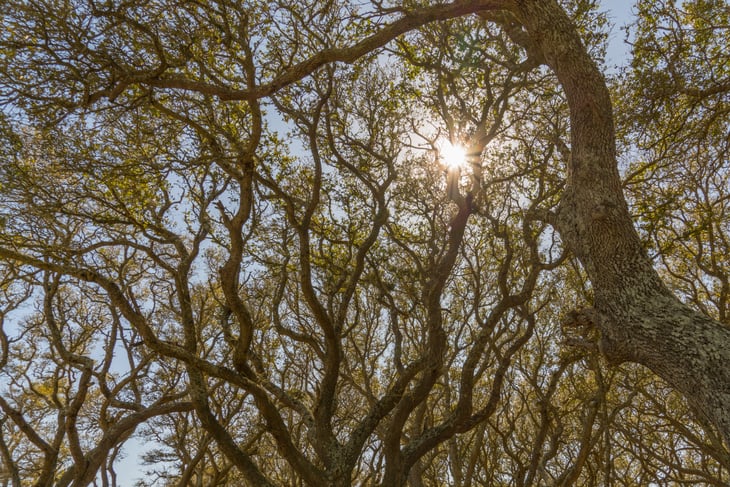 Sand Live Oak