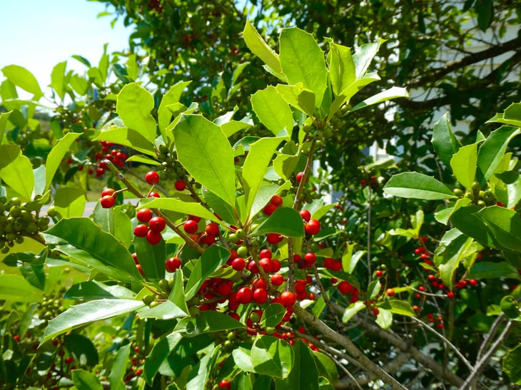 American Holly tree
